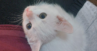 nada pet sitter à NANTES 44000_8