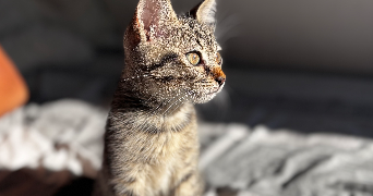 lyndsay pet sitter à L ISLE D ABEAU 38080_0