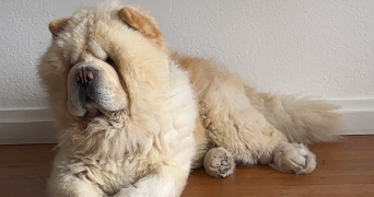 dylan pet sitter à ST ANDRE LES VERGERS 10120_2