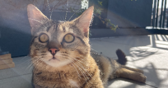 salomé pet sitter à CRUSEILLES 74350_1