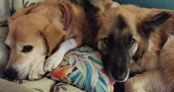 bianca  pet sitter à BAGNOLS SUR CEZE 30200_8