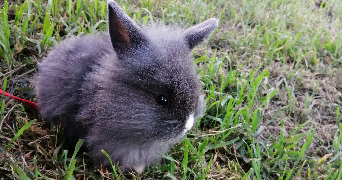 Gabrielle pet sitter à ST HERBLAIN 44800_1