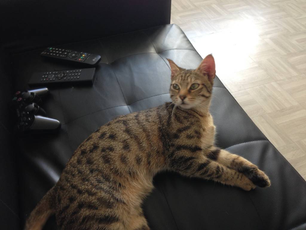 MELISSA cat sitter à Sannois 95110_1