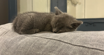 maelys pet sitter à Saint sulpice de Royan 17200_5