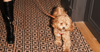 marion pet sitter à LAGNY SUR MARNE 77400_1