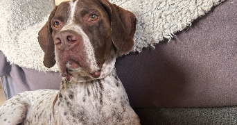 katalina pet sitter à RIVIERES 81600_3