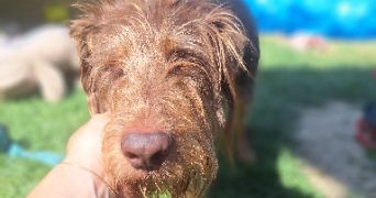 clémentine pet sitter à EYBENS 38320_5
