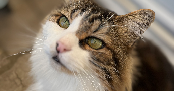 sebastien pet sitter à NEUILLY PLAISANCE 93360_1