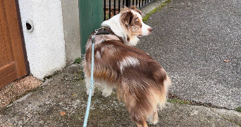 adeline pet sitter à COMBS LA VILLE 77380_4