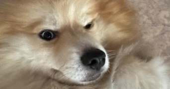 chloe pet sitter à STRASBOURG 67000_2