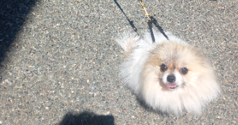 anastasia pet sitter à Nanterre 92000_1