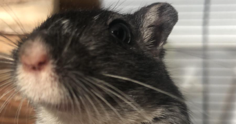 oceane  pet sitter à PESSAC 33318_2