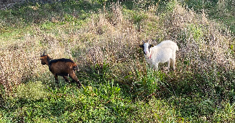 théo pet sitter à PLOUGUIN 29830_4