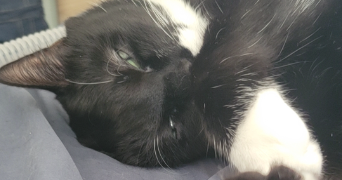 florentine pet sitter à VILLENEUVE D ASCQ 59491_0