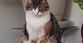 martine pet sitter à CRETEIL 94000_1