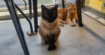 eléonore pet sitter à BORDEAUX 33200_6