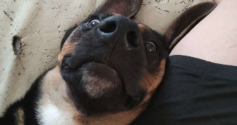 aline pet sitter à CALUIRE ET CUIRE 69300_6