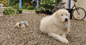 elido pet sitter à PAIZAY LE SEC 86300_4