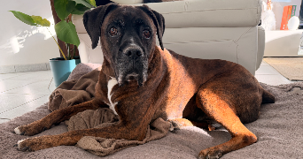 marie pet sitter à CHATEAUNEUF DE GALAURE 26330_7