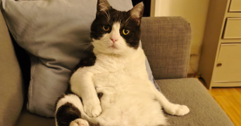 isabelle pet sitter à PERENCHIES 59840_0