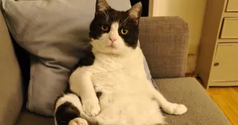 isabelle pet sitter à PERENCHIES 59840