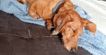 anne sophie pet sitter à Rouziers-de-Touraine 37360_0