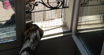 pamela pet sitter à ORLEANS 45000_1
