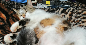 violette pet sitter à LYON 07 69007_1