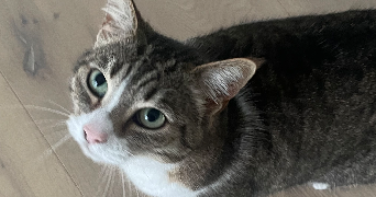 jeanne pet sitter à BETTON 35830_9