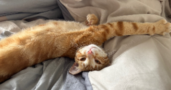 joana pet sitter à ST OUEN L AUMONE 95310_5