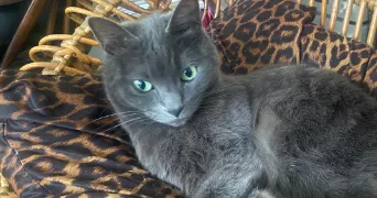 cilia cat sitter à PARIS 10 75010