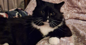 léonie pet sitter à SENLIS 60300_10