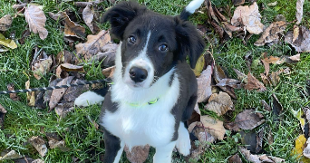 elea pet sitter à FLAVIGNAC 87230_3