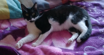 adeline pet sitter à HIREL 35120_4