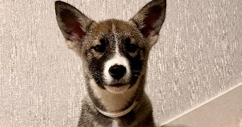 cynthia pet sitter à BOUZEL 63910_4