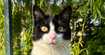 mathilde cat sitter à GELLAINVILLE 28630_0