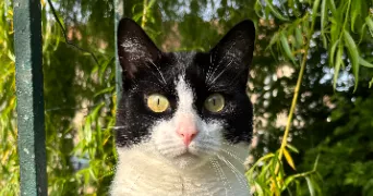 mathilde cat sitter à GELLAINVILLE 28630