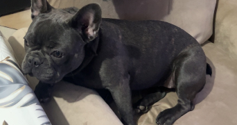 giovan dog sitter à LYON 08 69008_4