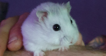elea pet sitter à LAROQUE DES ALBERES 66740_8