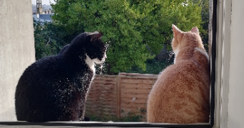 oriane pet sitter à ANGERS 49000_3