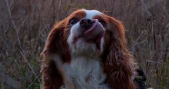 elsa pet sitter à ARTIGUES PRES BORDEAUX 33370_2