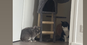 manon pet sitter à NOUATRE 37800_4