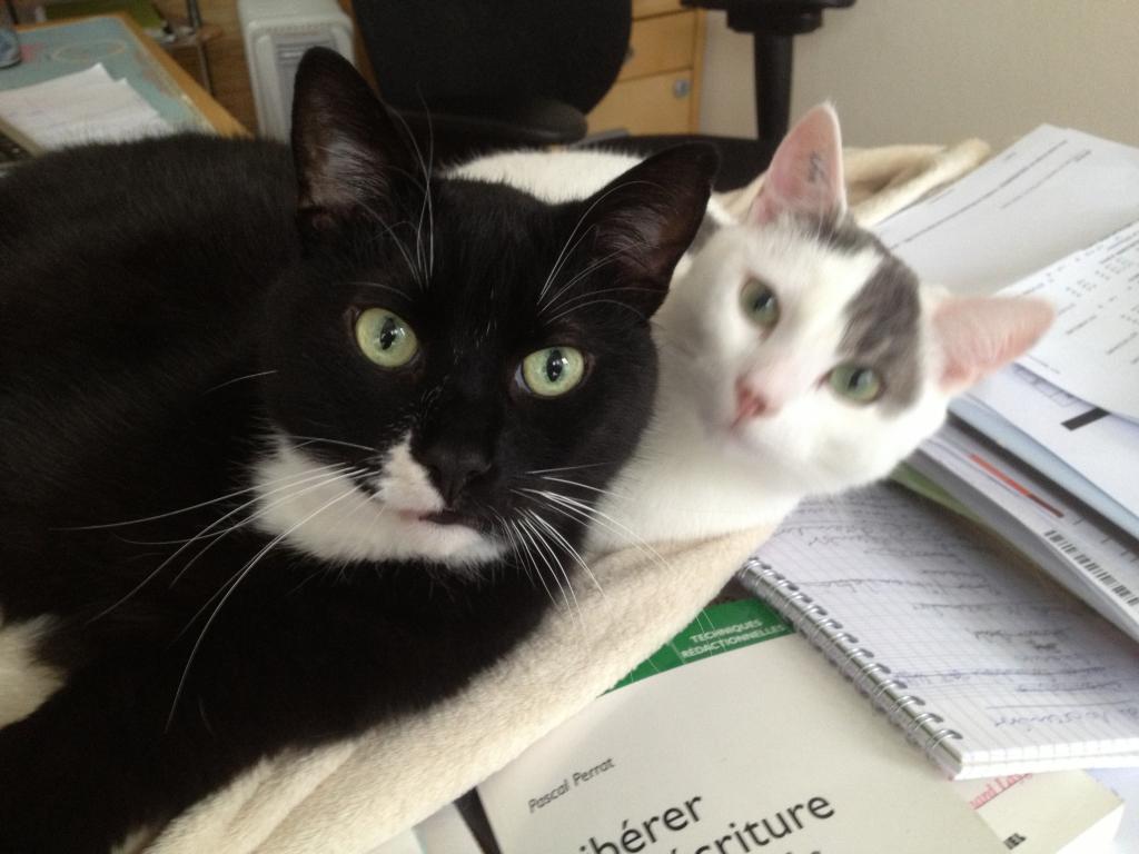 Isabelle pet sitter à Lambersart 59130_3