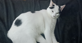 madeleine pet sitter à NOVALAISE 73470_1