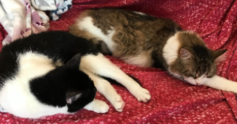 laura pet sitter à BORDEAUX 33100_5