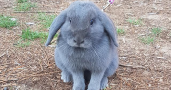jessy pet sitter à ST RAPHAEL 83700_1
