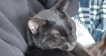 eva pet sitter à Raismes 59590_4