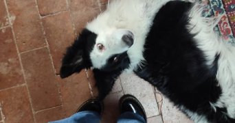 lilou pet sitter à NANTERRE 92000_3