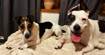 emilie pet sitter à Iffendic 35750_8