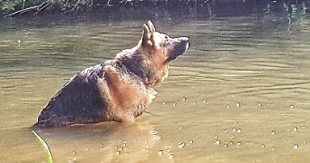 nathalie pet sitter à MAINTENON 28130_2